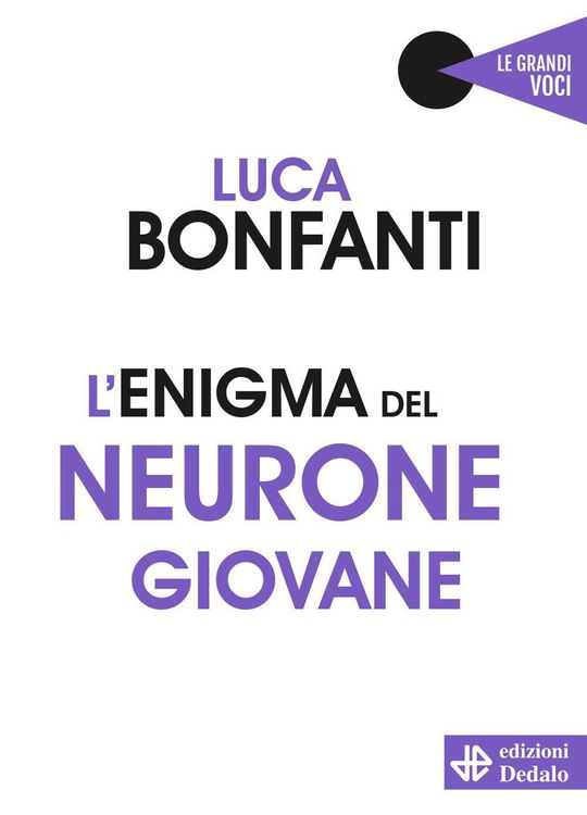 Produktbild: L' enigma del neurone giovane