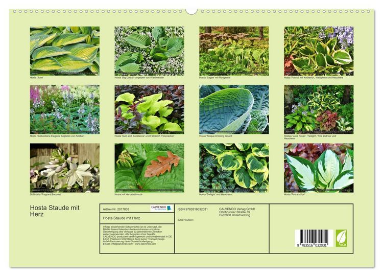 Produktbild: Hosta Staude mit Herz (hochwertiger Premium Wandkalender 2026 DIN A2 quer), Kunstdruck in Hochglanz
