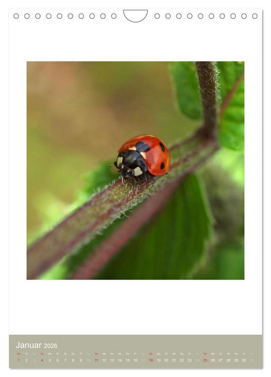 Produktbild: Artenvielfalt der Insekten (Wandkalender 2026 DIN A4 hoch), CALVENDO Monatskalender
