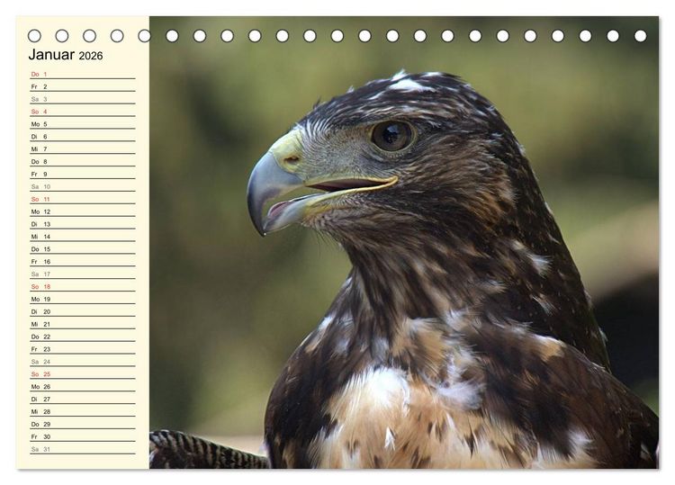 Produktbild: Greifv&ouml;gel (Tischkalender 2026 DIN A5 quer), CALVENDO Monatskalender