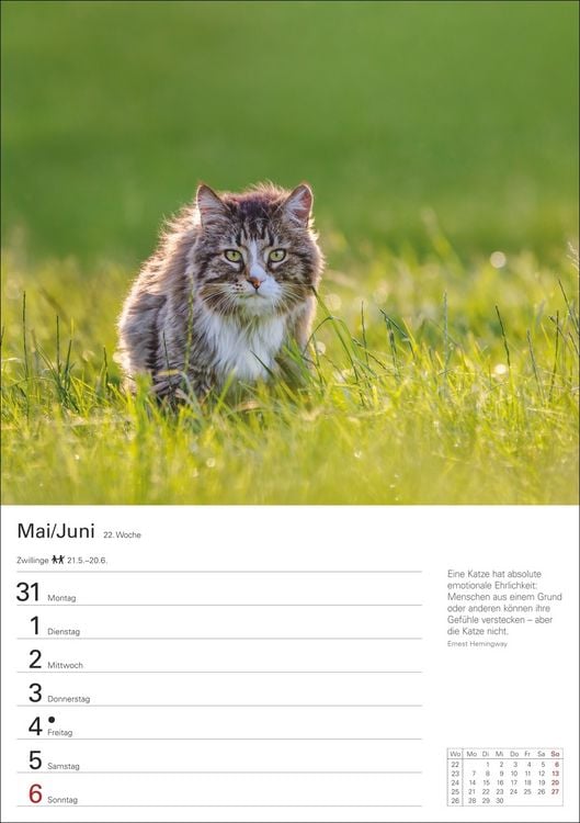 Produktbild: Katzen Wochenplaner 2027 - 53 faszinierende Fotografien