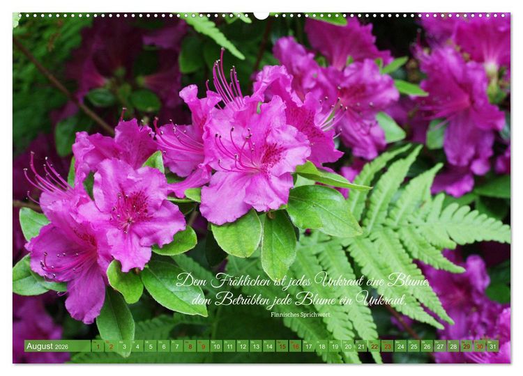 Produktbild: Rhododendren und Poesie (Wandkalender 2026 DIN A2 quer), CALVENDO Monatskalender