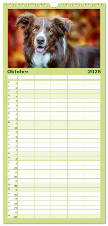 Produktbild: Familienplaner 2026 - Border Collies 2026 mit 5 Spalten (Wandkalender, 21 x 45 cm) CALVENDO