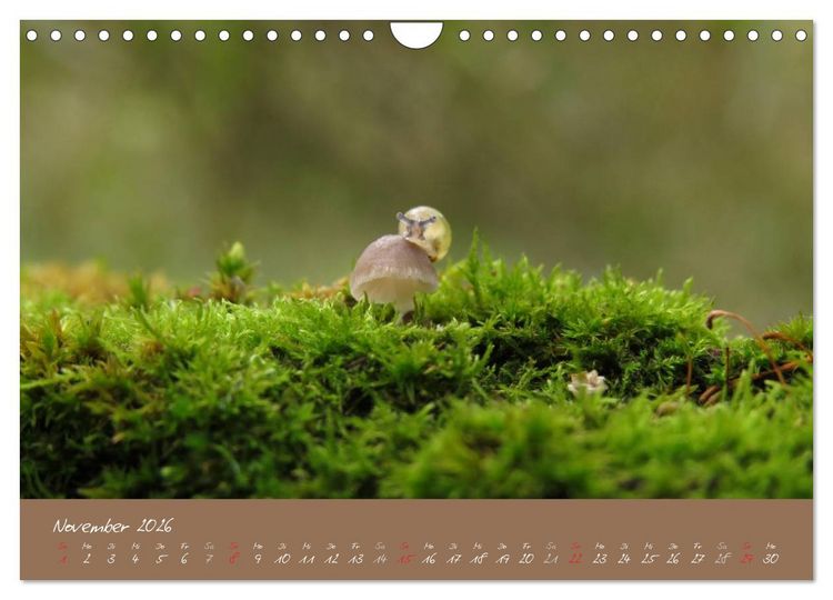 Produktbild: Schneckchen (Wandkalender 2026 DIN A4 quer), CALVENDO Monatskalender
