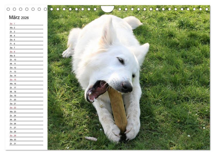 Produktbild: Berger Blanc Suisse - Wei&szlig;er Schweizer Sch&auml;ferhund (Wandkalender 2026 DIN A4 quer), CALVENDO Monatskalender