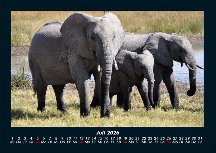 Produktbild: Der Elefantenkalender 2026 Fotokalender DIN A4