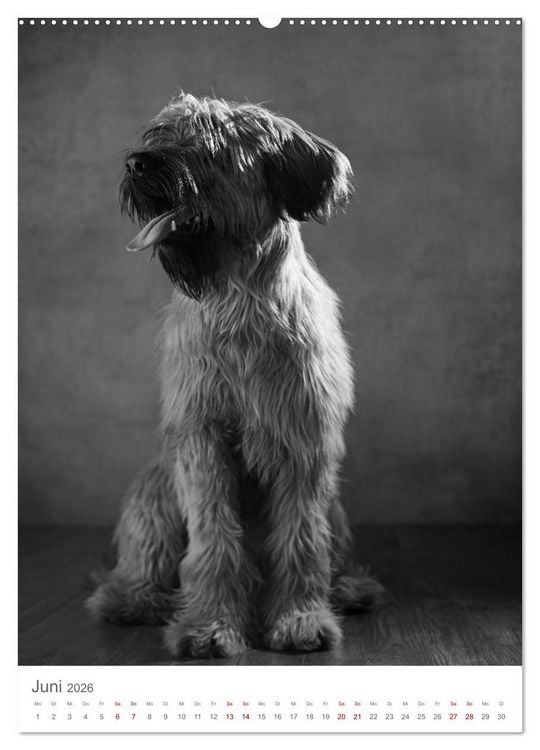Produktbild: Fine Art Hundeportraits (Wandkalender 2026 DIN A2 hoch), CALVENDO Monatskalender