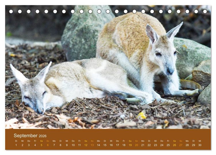 Produktbild: K&auml;ngurus, sprunghafte Gesellen (Tischkalender 2026 DIN A5 quer), CALVENDO Monatskalender