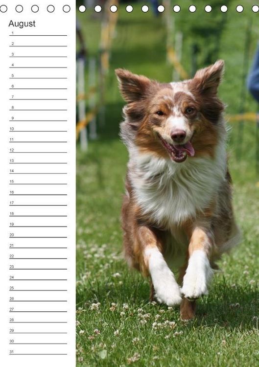Produktbild: Der Aussie - Geburtstagskalender (Tischkalender immerw&auml;hrend DIN A5 hoch)