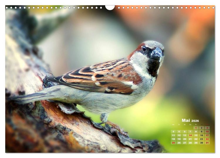 Produktbild: NATUR PUR - Singv&ouml;gel ganz nah (Wandkalender 2026 DIN A3 quer), CALVENDO Monatskalender