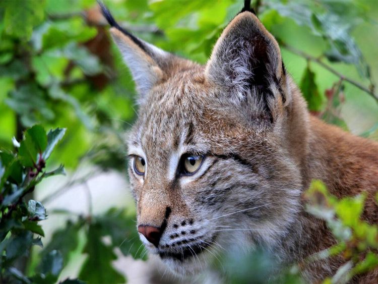 Produktbild: CALVENDO Puzzle Der Luchs | 1000 Teile Lege-Gr&ouml;&szlig;e 64x48cm Foto-Puzzle f&uuml;r gl&uuml;ckliche Stunden
