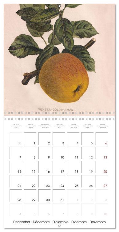 Produktbild: Art & Pomology - Apples 2026 (Wall Calendar 2026 12 &times; 12 Inch) CALVENDO 12 Month Wall Calendar
