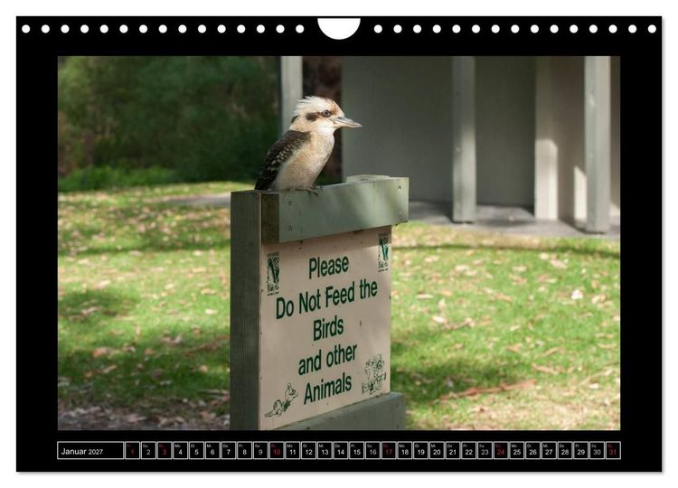 Produktbild: V&ouml;gel von "Down Under" Australien (Wandkalender 2027 DIN A4 quer), CALVENDO Monatskalender