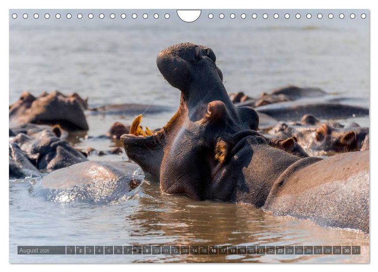 Produktbild: S&uuml;dafrika - Die Tierwelt (Wandkalender 2026 DIN A4 quer), CALVENDO Monatskalender