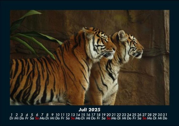 Produktbild: Tiger 2025 Fotokalender DIN A5