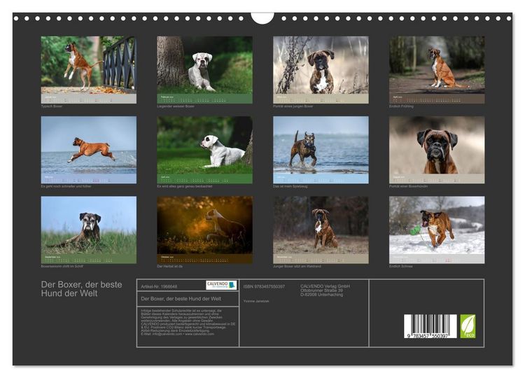 Produktbild: Der Boxer, der beste Hund der Welt (Wandkalender 2026 DIN A3 quer), CALVENDO Monatskalender