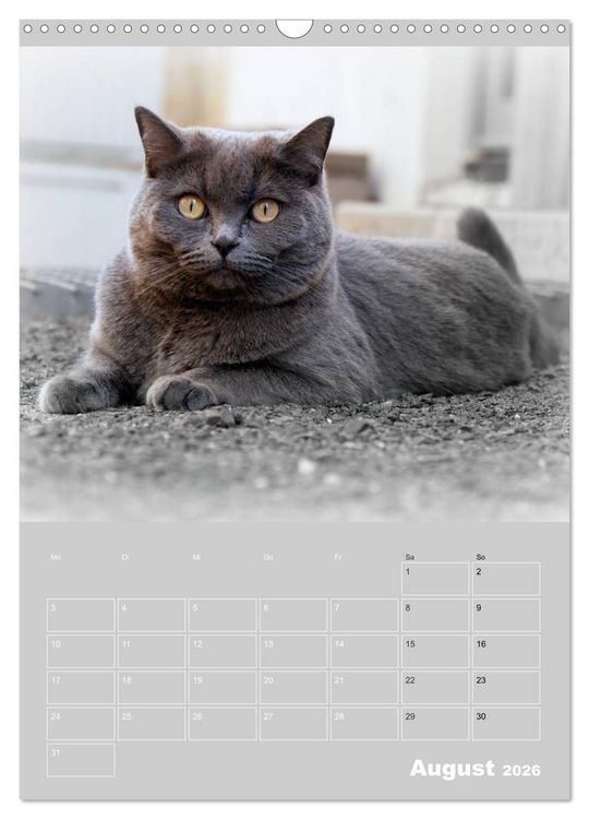 Produktbild: Graue Engel - Britischkurzhaar-Katzen (Wandkalender 2026 DIN A3 hoch), CALVENDO Monatskalender