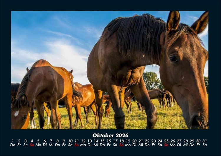 Produktbild: Die Welt der Pferde 2026 Fotokalender DIN A4
