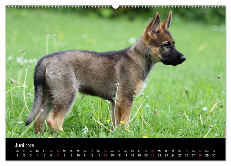 Produktbild: Mit dem Deutschen Sch&auml;ferhund durch's Jahr (hochwertiger Premium Wandkalender 2026 DIN A2 quer), Kunstdruck in Hochglanz
