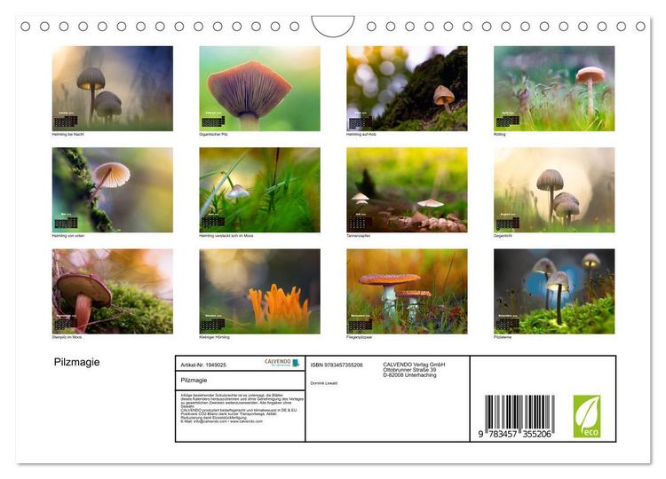 Produktbild: Pilzmagie (Wandkalender 2026 DIN A4 quer), CALVENDO Monatskalender