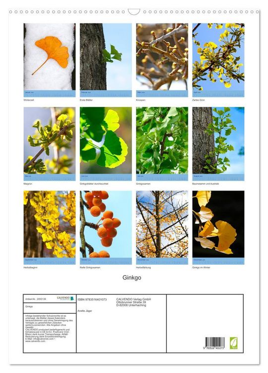Produktbild: Ginkgo (Wandkalender 2026 DIN A2 hoch), CALVENDO Monatskalender