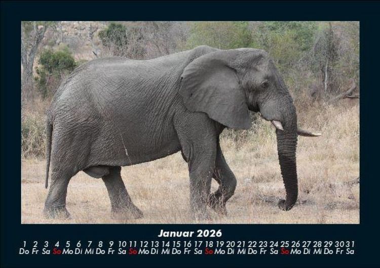 Produktbild: Elefanten - Die sanften Riesen Afrikas 2026 Fotokalender DIN A5