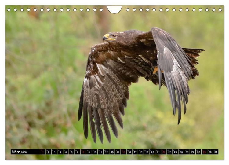 Produktbild: Fantastische V&ouml;gel (Wandkalender 2026 DIN A4 quer), CALVENDO Monatskalender