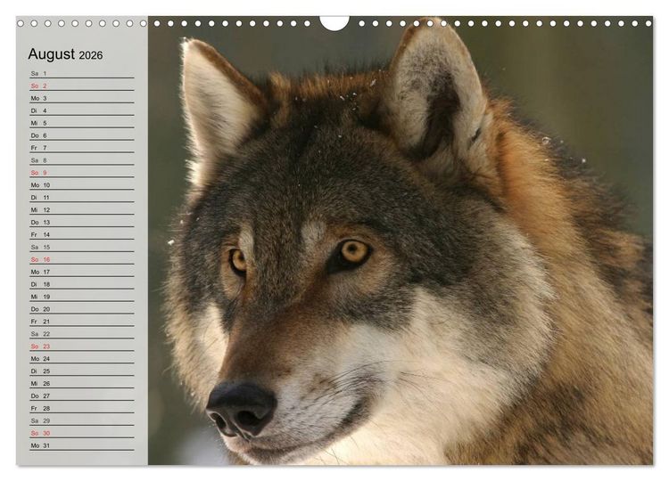 Produktbild: W&ouml;lfe. Graue Eminenzen (Wandkalender 2026 DIN A3 quer), CALVENDO Monatskalender