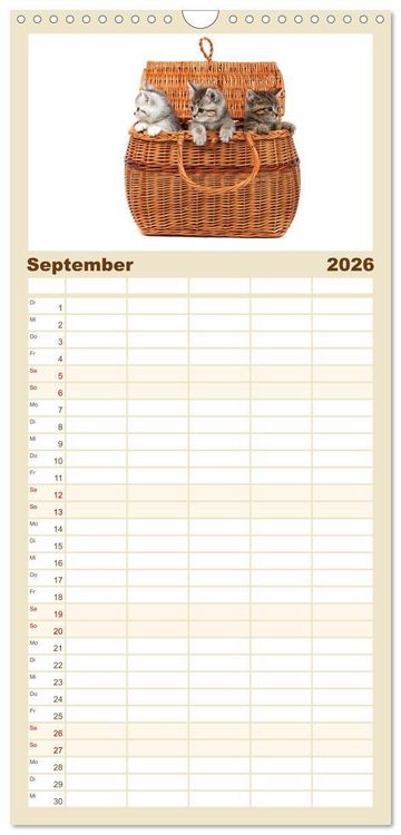 Produktbild: Familienplaner 2026 - Katzenbabys mit 5 Spalten (Wandkalender, 21 x 45 cm) CALVENDO