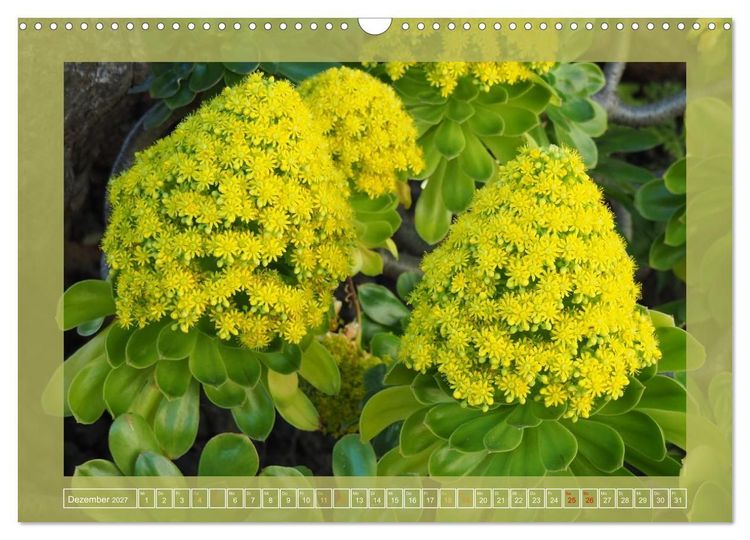Produktbild: Wundersame Kanarenflora (Wandkalender 2027 DIN A3 quer), CALVENDO Monatskalender