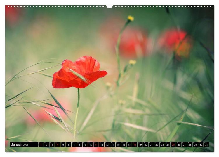 Produktbild: Mohnblumen (hochwertiger Premium Wandkalender 2026 DIN A2 quer), Kunstdruck in Hochglanz