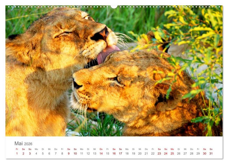 Produktbild: Safari / Afrika (hochwertiger Premium Wandkalender 2026 DIN A2 quer), Kunstdruck in Hochglanz
