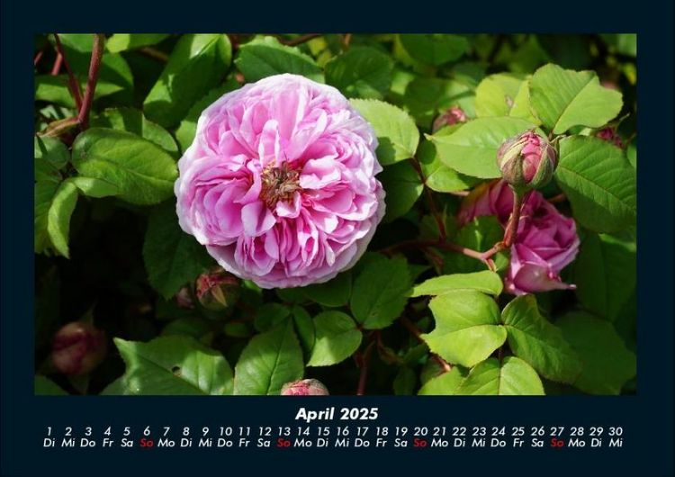 Produktbild: Blumenzauber 2025 Fotokalender DIN A4