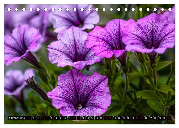 Produktbild: Bl&uuml;hwelten (Tischkalender 2026 DIN A5 quer), CALVENDO Monatskalender