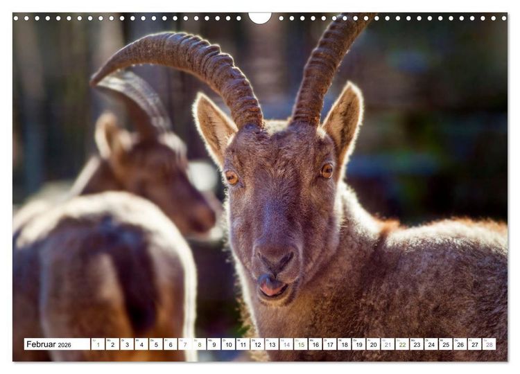 Produktbild: Steinb&ouml;cke - imposante Tiere (Wandkalender 2026 DIN A3 quer), CALVENDO Monatskalender