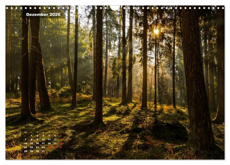 Produktbild: Zauberhafte Waldlandschaften (Wandkalender 2026 DIN A3 quer), CALVENDO Monatskalender