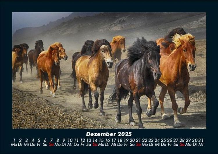 Produktbild: Pferde Kalender 2025 Fotokalender DIN A5