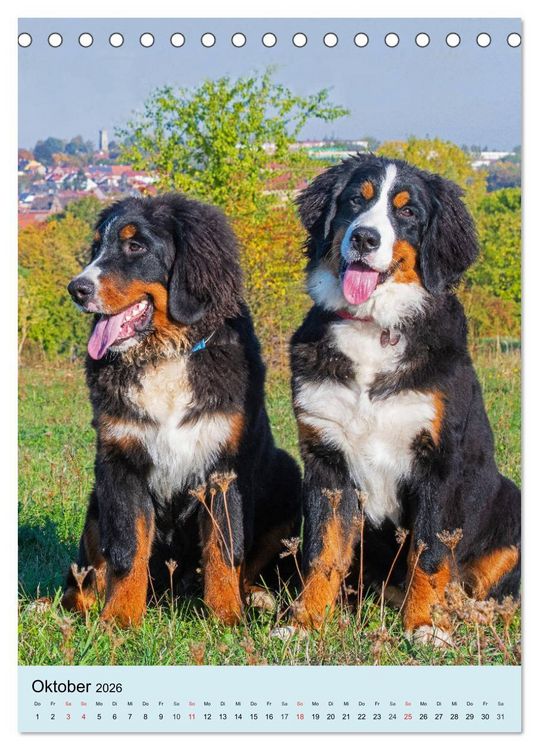 Produktbild: Berner Sennenhund - stark , sch&ouml;n und liebenswert (Tischkalender 2026 DIN A5 hoch), CALVENDO Monatskalender