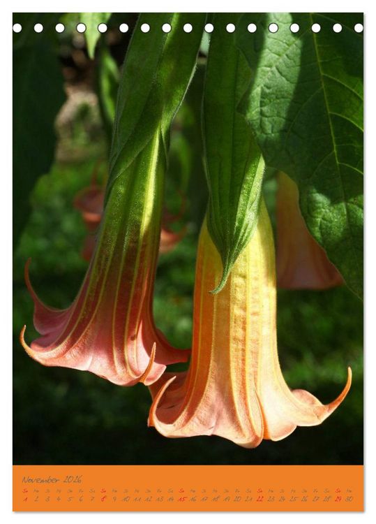 Produktbild: Brugmansia & Datura - Exotische Sch&ouml;nheiten (Tischkalender 2026 DIN A5 hoch), CALVENDO Monatskalender