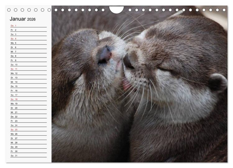 Produktbild: Seehunde und Otter. Putzige Gesellen, perfekte Schwimmer (Wandkalender 2026 DIN A4 quer), CALVENDO Monatskalender