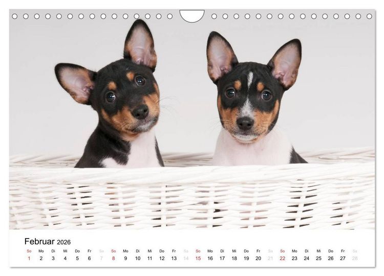 Produktbild: Bezaubernde Basenji-Welpen (Wandkalender 2026 DIN A4 quer), CALVENDO Monatskalender