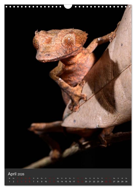 Produktbild: GECKOS (Wandkalender 2026 DIN A3 hoch), CALVENDO Monatskalender