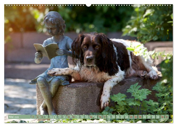 Produktbild: Passion Jagdhund - Kleiner M&uuml;nsterl&auml;nder (Wandkalender 2026 DIN A2 quer), CALVENDO Monatskalender
