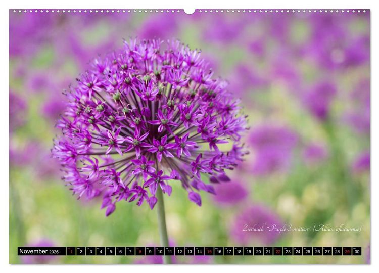 Produktbild: Zierbilder der Natur BLUMEN (Wandkalender 2026 DIN A2 quer), CALVENDO Monatskalender