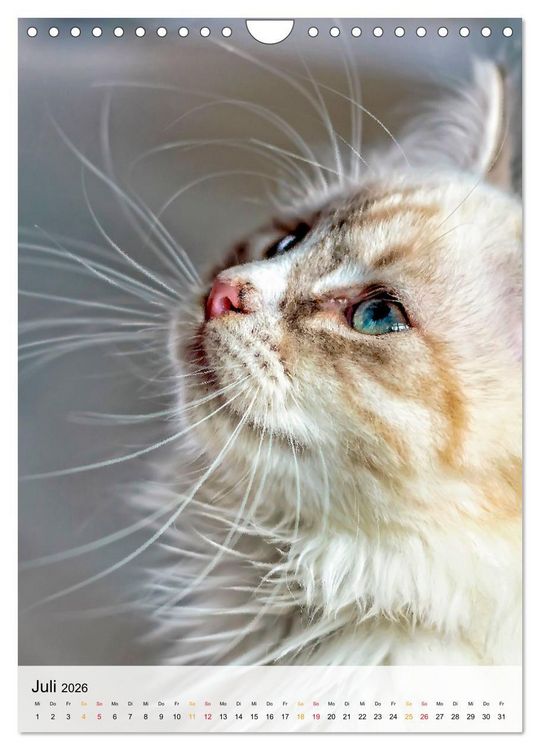 Produktbild: Katzen - s&uuml;&szlig; und kuschelig (Wandkalender 2026 DIN A4 hoch), CALVENDO Monatskalender