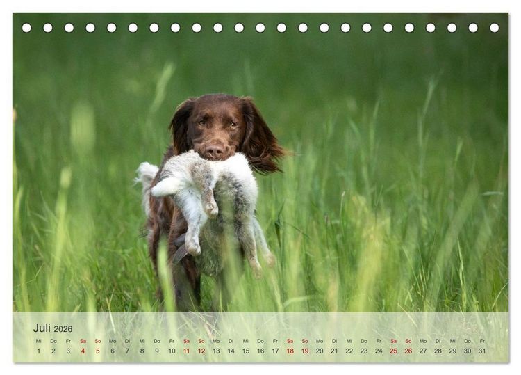 Produktbild: Treue Jagdgef&auml;hrten Der kleine M&uuml;nsterl&auml;nder (Tischkalender 2026 DIN A5 quer), CALVENDO Monatskalender