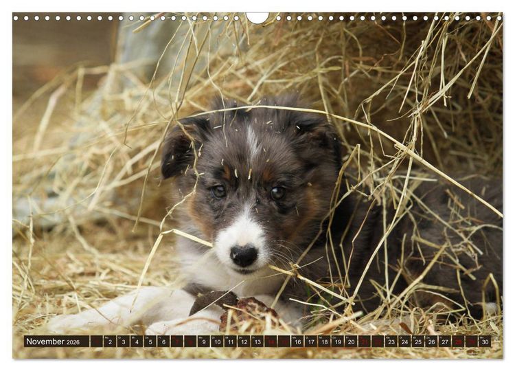 Produktbild: Tierkinder klein und s&uuml;&szlig; (Wandkalender 2026 DIN A3 quer), CALVENDO Monatskalender