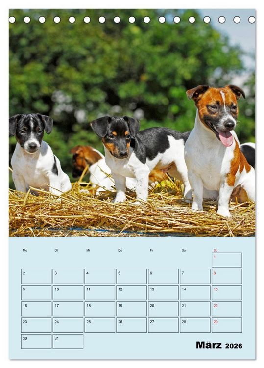 Produktbild: Familienplaner Jack und Parson Russell Terrier (Tischkalender 2026 DIN A5 hoch), CALVENDO Monatskalender