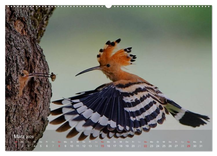 Produktbild: Wiedehopf (hochwertiger Premium Wandkalender 2026 DIN A2 quer), Kunstdruck in Hochglanz