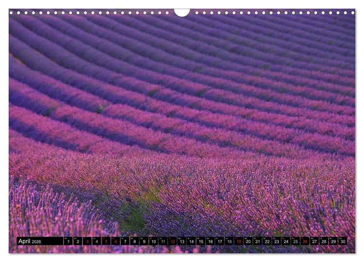 Produktbild: Lavendel (Wandkalender 2026 DIN A3 quer), CALVENDO Monatskalender